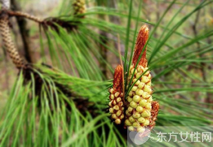 松花粉的副作用有哪些 大量食用會導(dǎo)致呼吸困難