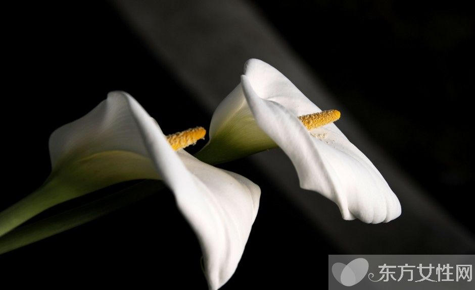 馬蹄蓮有毒嗎 馬蹄蓮能放在臥室養(yǎng)嗎