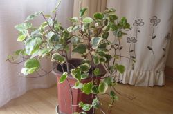 長青藤的養(yǎng)殖方法介紹 常青藤怎么繁殖