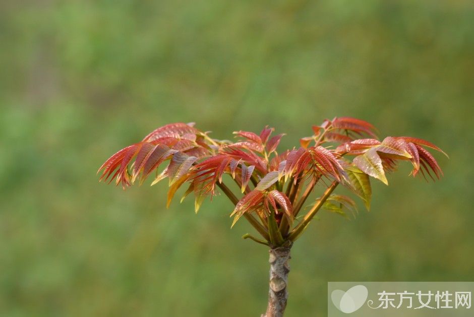 香椿的營養(yǎng)價值及做法大全 孕婦能吃香椿嗎