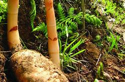 細(xì)數(shù)天麻的功效與作用及食用方法