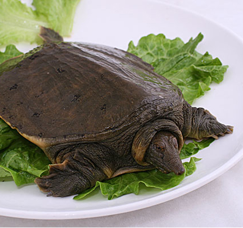 揭甲魚的營養(yǎng)價(jià)值 最佳滋補(bǔ)佳品