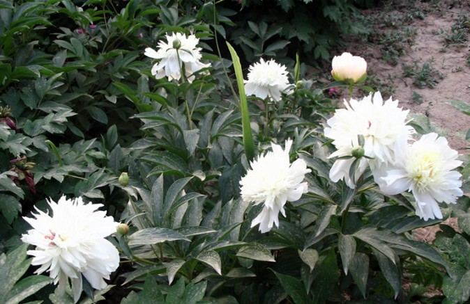 簡單介紹白芍的作用與功效