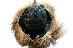 麝香是什么 麝香的功效與作用及毒性作用