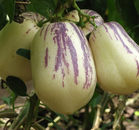 人參果的作用與功效有哪些 揭人參果食用方法