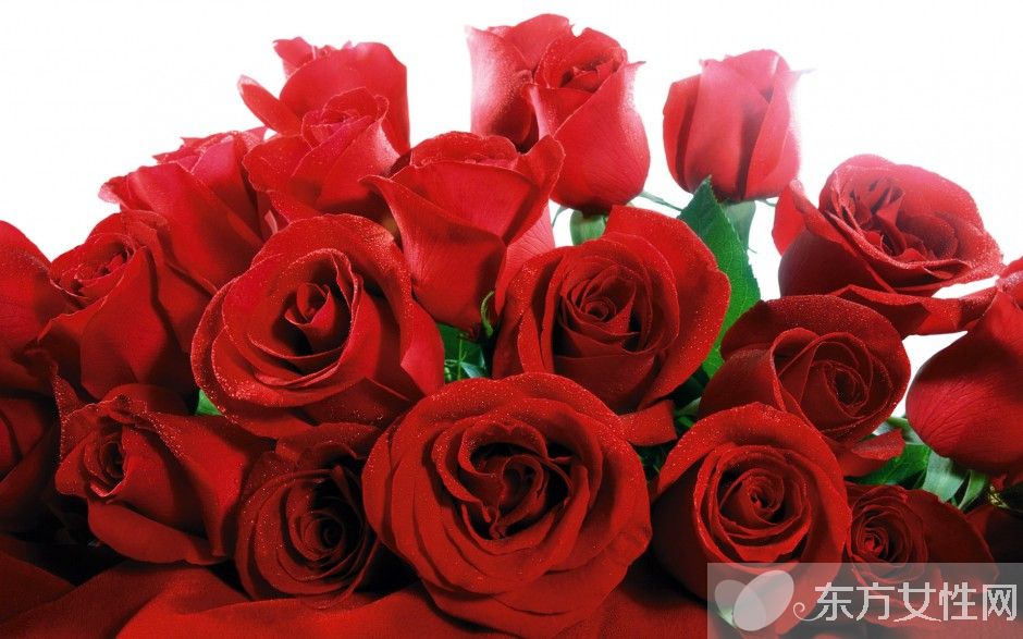 玫瑰花怎么保存時(shí)間長(zhǎng)  玫瑰花的花語(yǔ)是什么