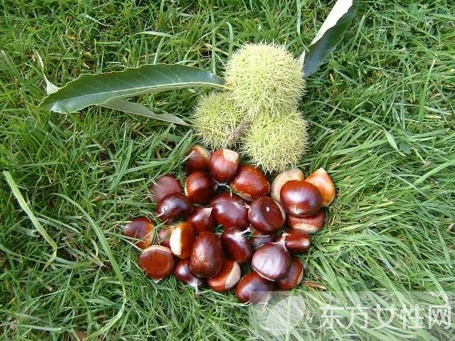 煮栗子需要多長時間 如何挑選好的栗子