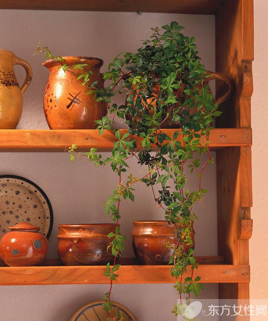 長青藤的養(yǎng)殖方法介紹 常青藤怎么繁殖