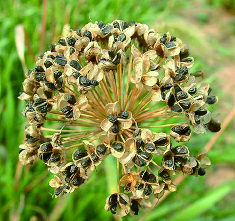 中藥車(chē)前子的功效和作用及食用禁忌