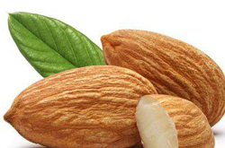 揭苦杏仁的功效與作用 糖尿病人要多吃