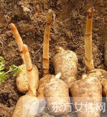 細數(shù)天麻的功效與作用及食用方法