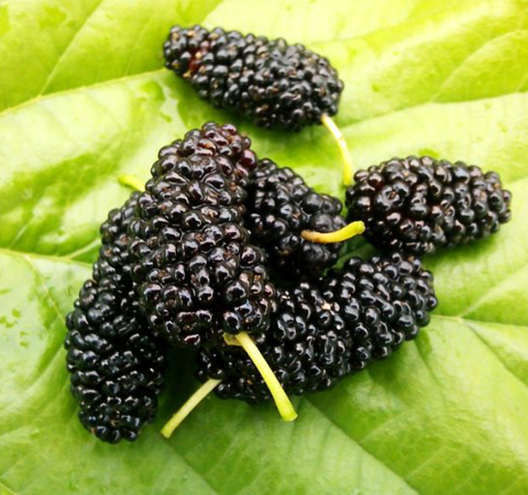 桑葚的作用有哪些 6種功效大盤點(diǎn)