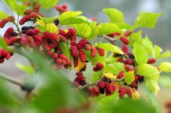 桑葚怎么洗 桑葚的功效與作用有哪些