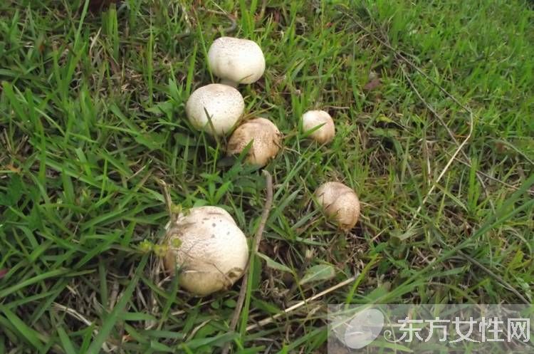 野生蘑菇的營養(yǎng)價值 野生蘑菇的六大做法