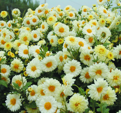 白菊花的功效與作用 白菊花有哪些泡法