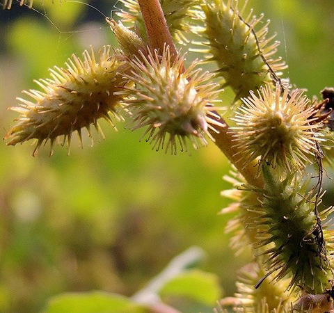 蒼耳子的功效與作用 揭蒼耳子的禁忌