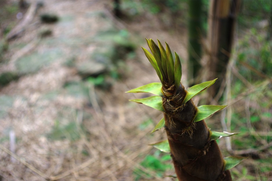 竹筍的營(yíng)養(yǎng)價(jià)值 竹筍怎么做好吃