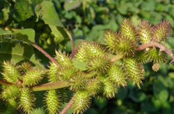 蒼耳子的功效與作用 揭蒼耳子的禁忌