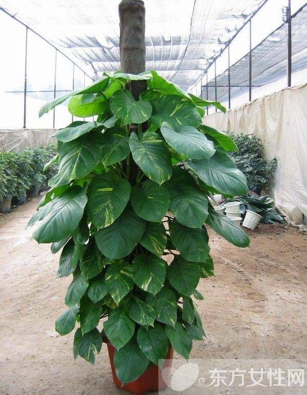 怎樣種植綠蘿 綠蘿換盆的注意事項