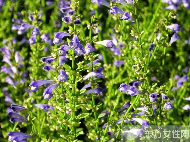 治療扁平疣的三大偏方 扁平疣有什么危害