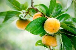 吃柿子的禁忌有哪些 柿子相克食物大盤點(diǎn)