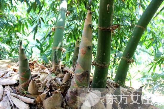 竹筍怎么剝皮 竹筍不能和什么一起吃