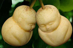 人參果的作用與功效有哪些 揭人參果食用方法