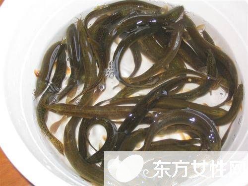 黃鱔怎么做好吃 黃鱔的營養(yǎng)價值