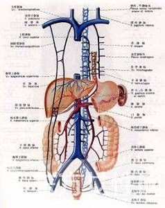 靜脈曲張怎么預(yù)防 靜脈曲張的病因是什么