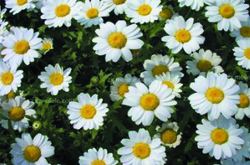 白菊花的功效與作用 白菊花有哪些泡法