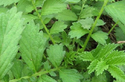 仙鶴草的功效與作用及禁忌