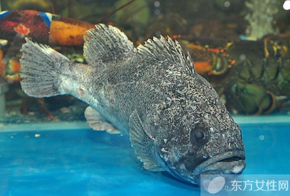 石斑魚的營(yíng)養(yǎng)價(jià)值有哪些  揭秘石斑魚的功效與作用