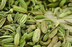 提升胃動力好選擇 細(xì)說小茴香的功效與作用