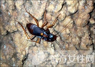 蟑螂怎么消滅 驅蟑螂妙法三招