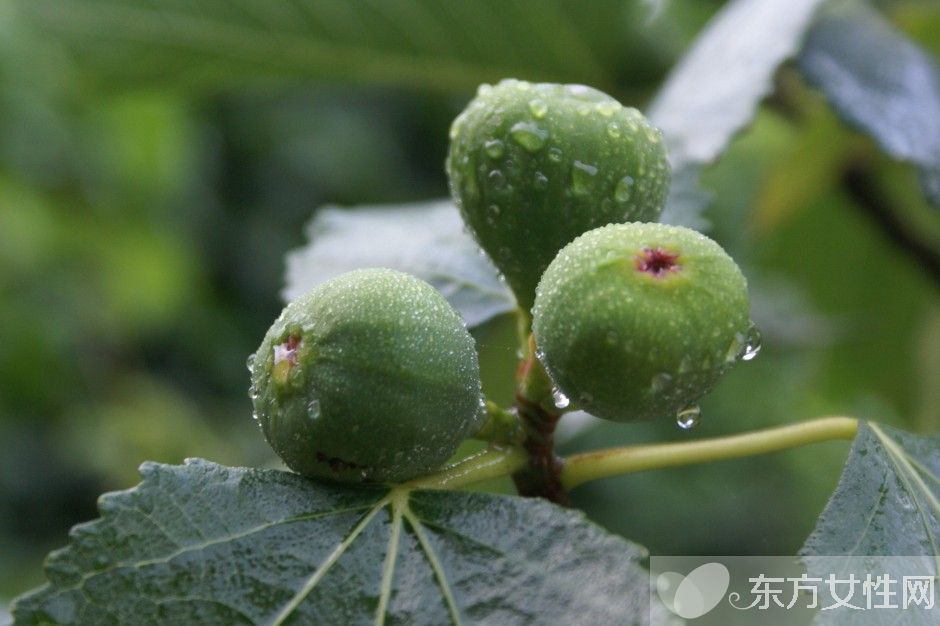 無花果干怎么做 小小無花果竟有7大功效