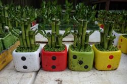 富貴竹葉子發(fā)黃怎么辦 富貴竹養(yǎng)殖注意事項(xiàng)大全