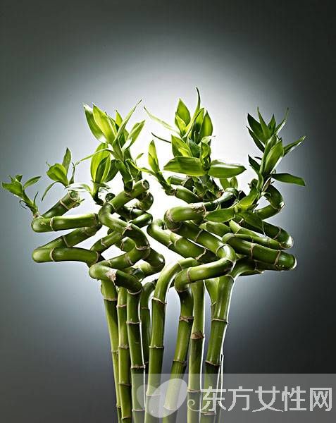 富貴竹葉子發(fā)黃怎么辦 富貴竹養(yǎng)殖注意事項(xiàng)大全