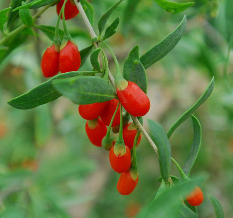 揭枸杞的功效和副作用 過量食用問題多