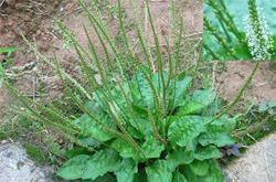 車前子的功效與作用有哪些 有何禁忌