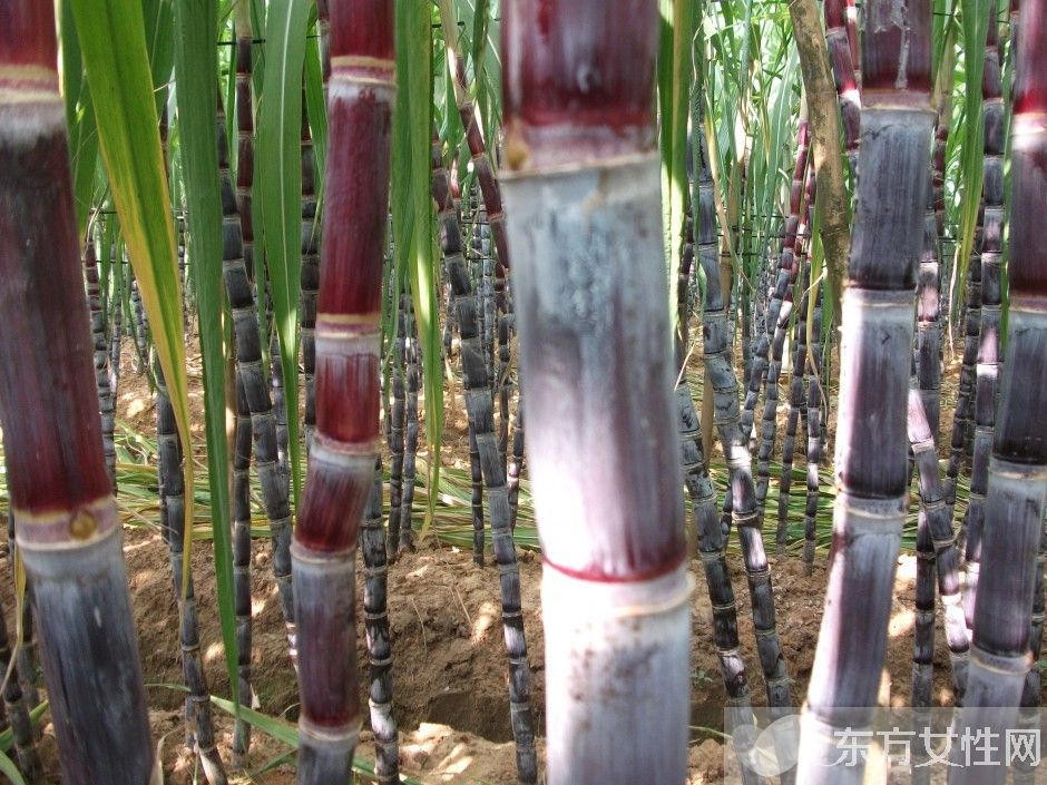 快速解酒的方法有哪些 酒后飲食對解酒的影響