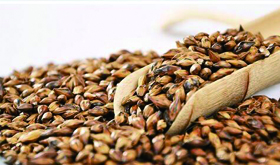 大麥茶的做法及功效作用講解