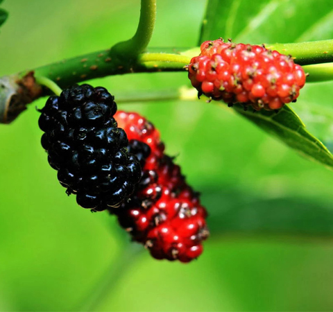 桑葚的作用有哪些 6種功效大盤點(diǎn)