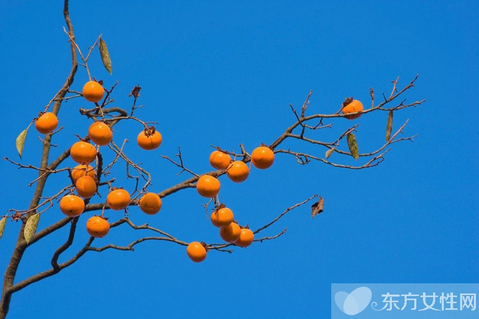 柿子的熱量高嗎 吃柿子的4大注意事項(xiàng)需警惕