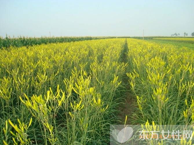 新鮮黃花菜的做法 鮮黃花菜的烹飪小技巧