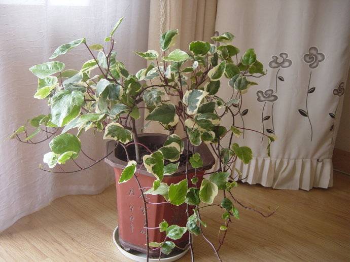 長青藤的養(yǎng)殖方法介紹 常青藤怎么繁殖