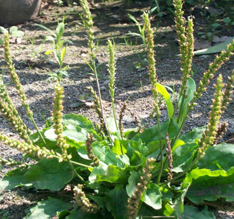 車前子的功效與作用有哪些 有何禁忌