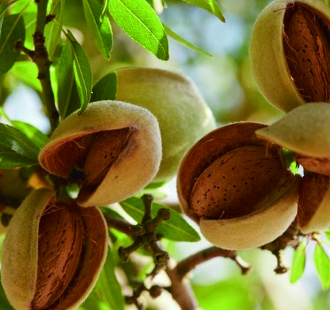 杏仁的功效與作用及食用方法介紹