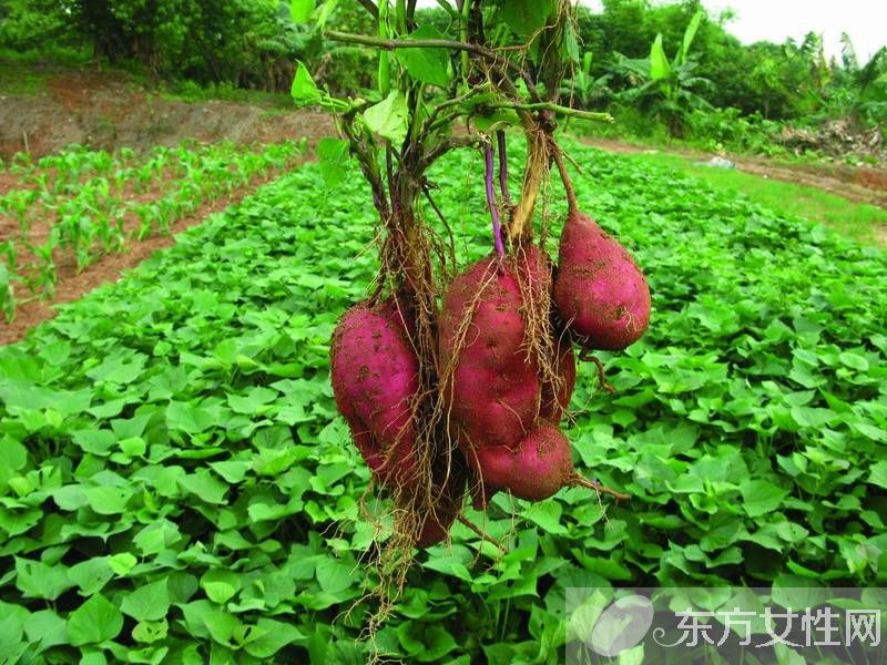 紅薯的吃法有哪些 揭紅薯的功效與作用