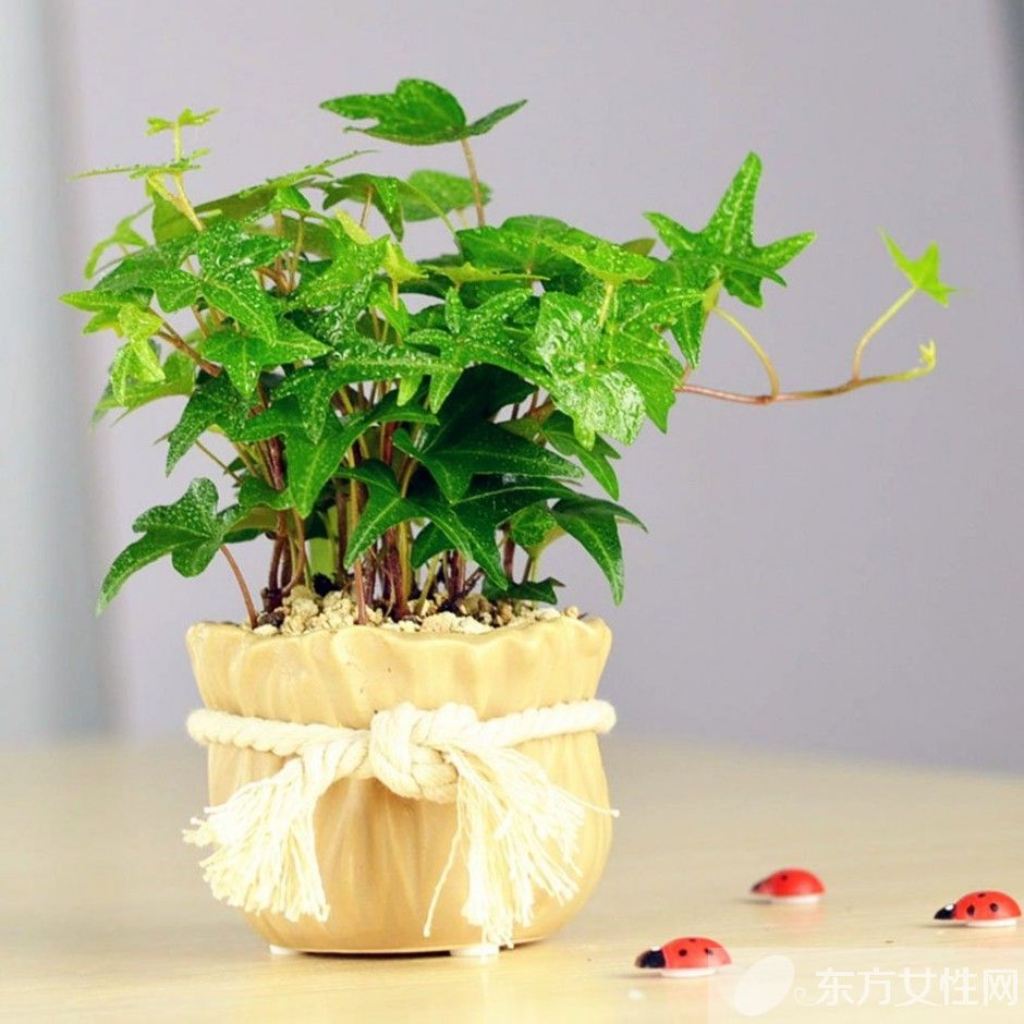 長青藤的養(yǎng)殖方法介紹 常青藤怎么繁殖