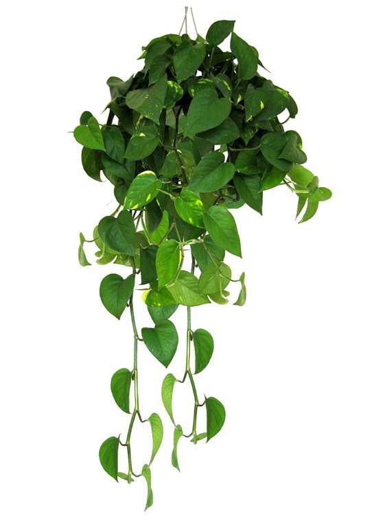 怎樣種植綠蘿 綠蘿換盆的注意事項